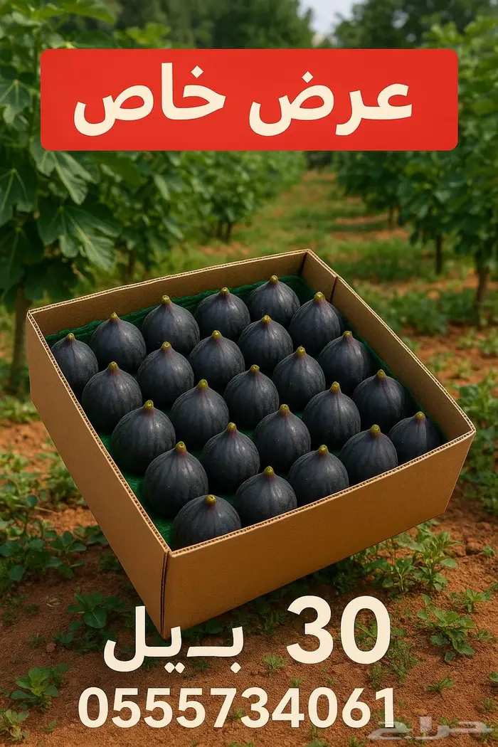 تين طازج من المزرعه 0