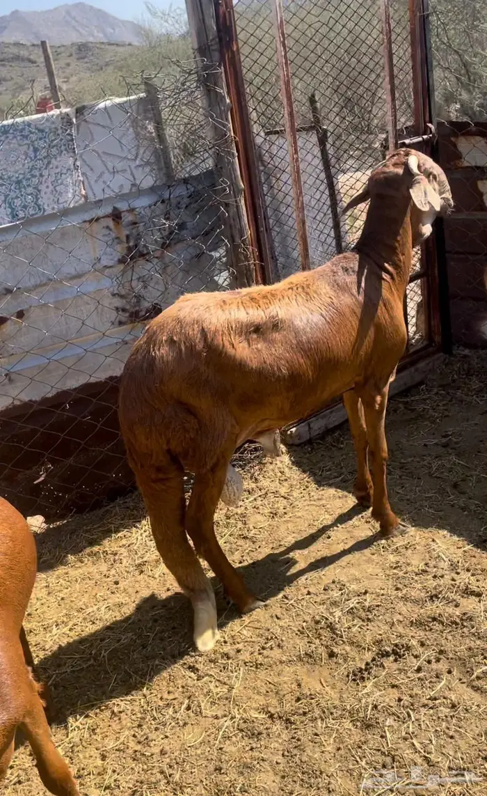 ذبايح طليان حريه سواكن مع التوصيل 6