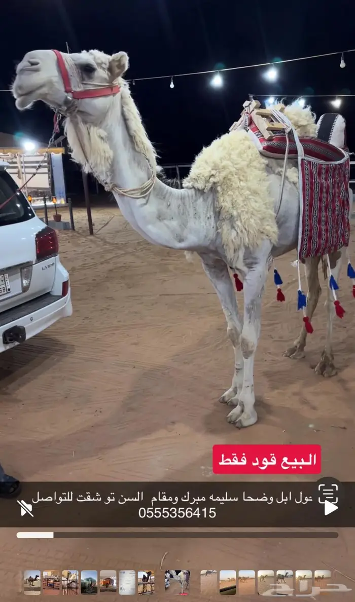 رحول ابل وضحاء سليمه 0