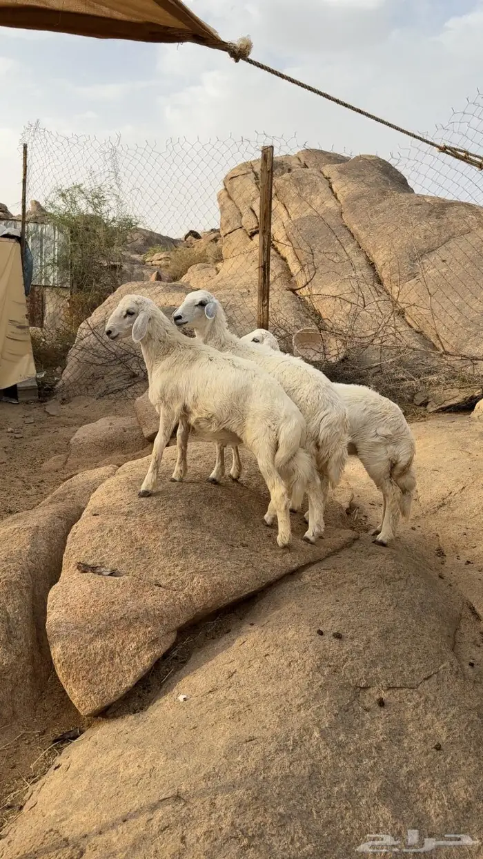 خروف وثنتين رخال 1