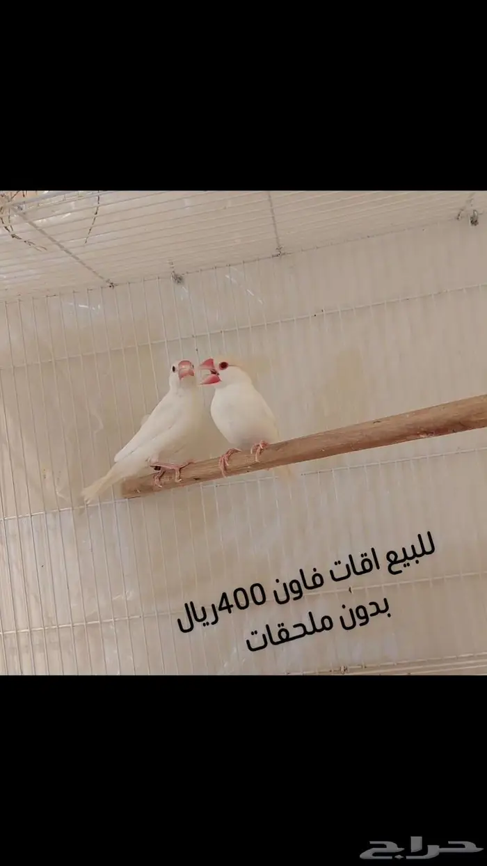 زوج اقات فاون من الانتاج 0