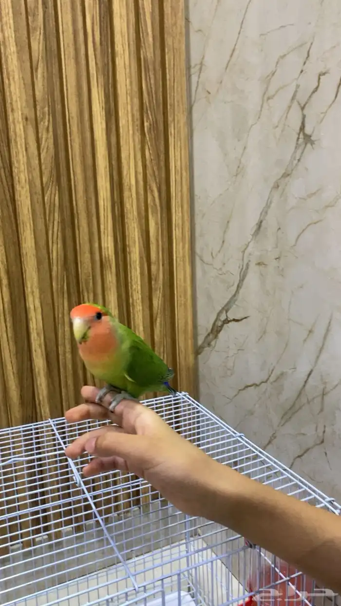 روز 0
