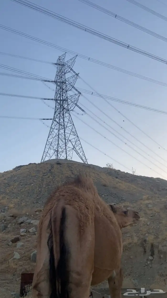 قعود سمين 3