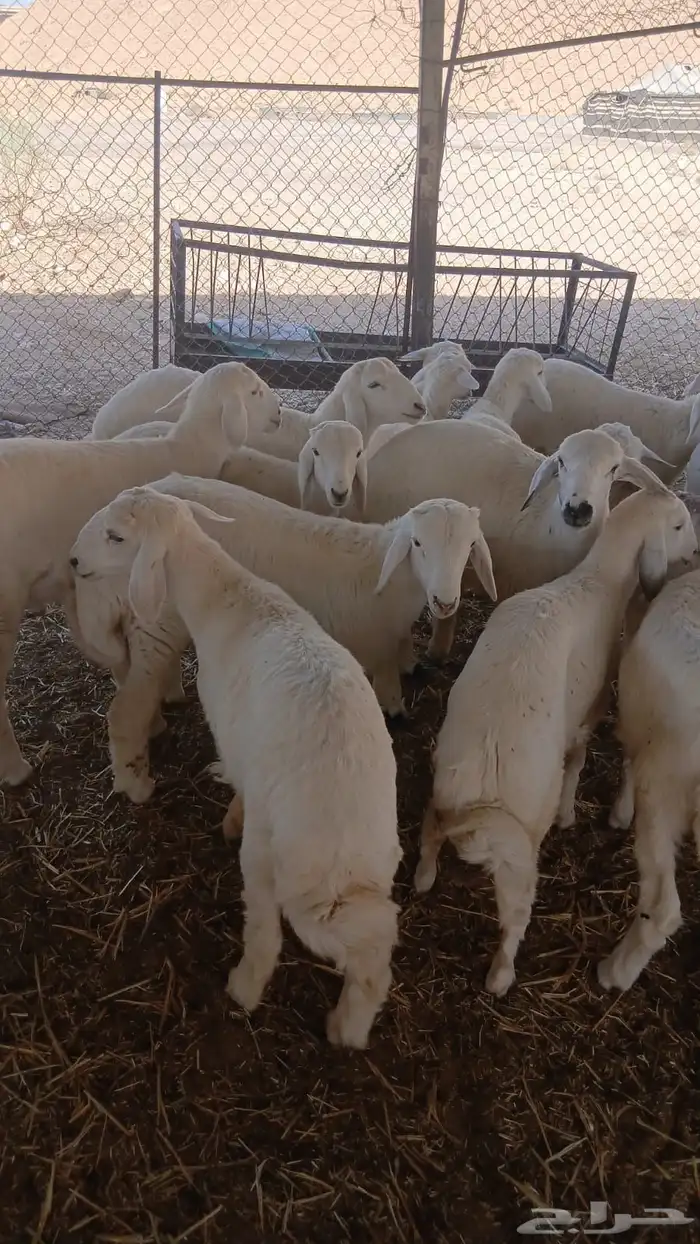 ذبايح نعيم وحري بلدي متوفر تمارا 100 تقييم 2