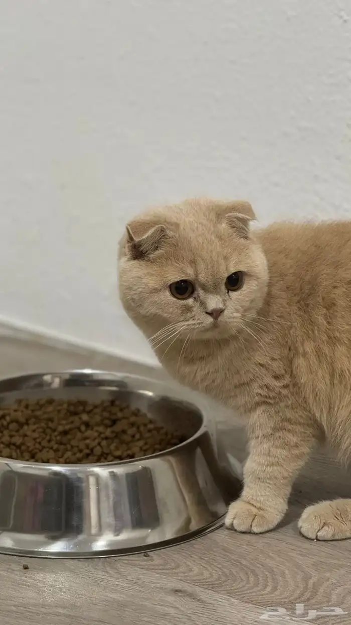 قطط سكوتش 2