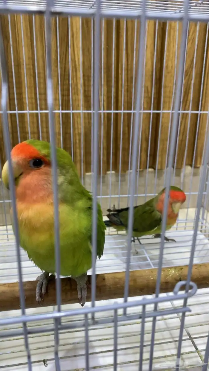 روز 2