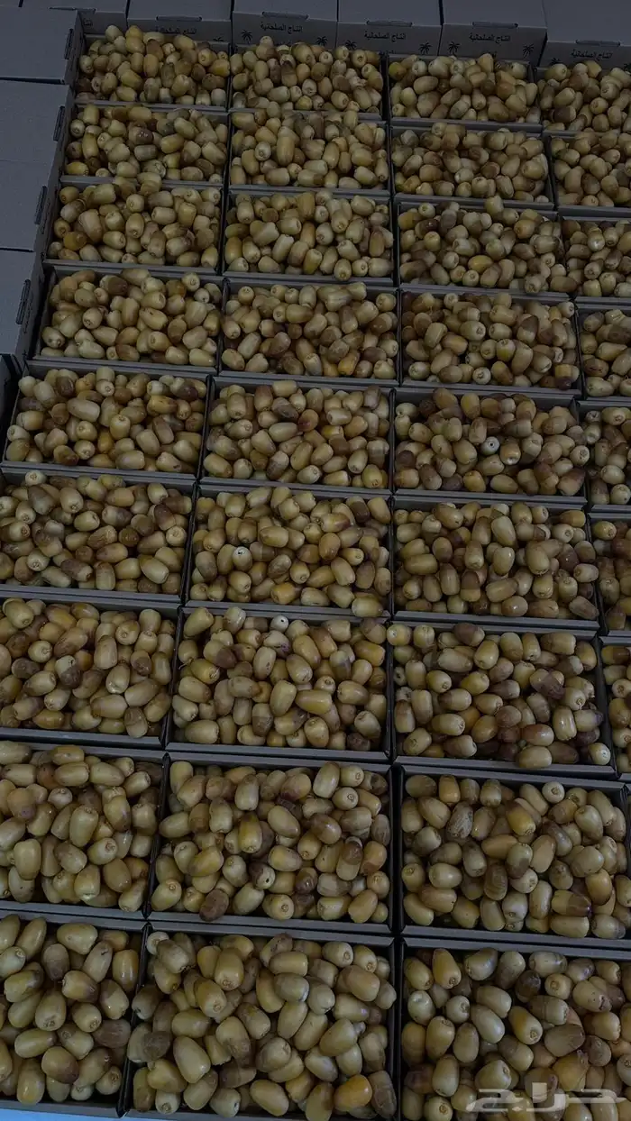 تمور بيض 0