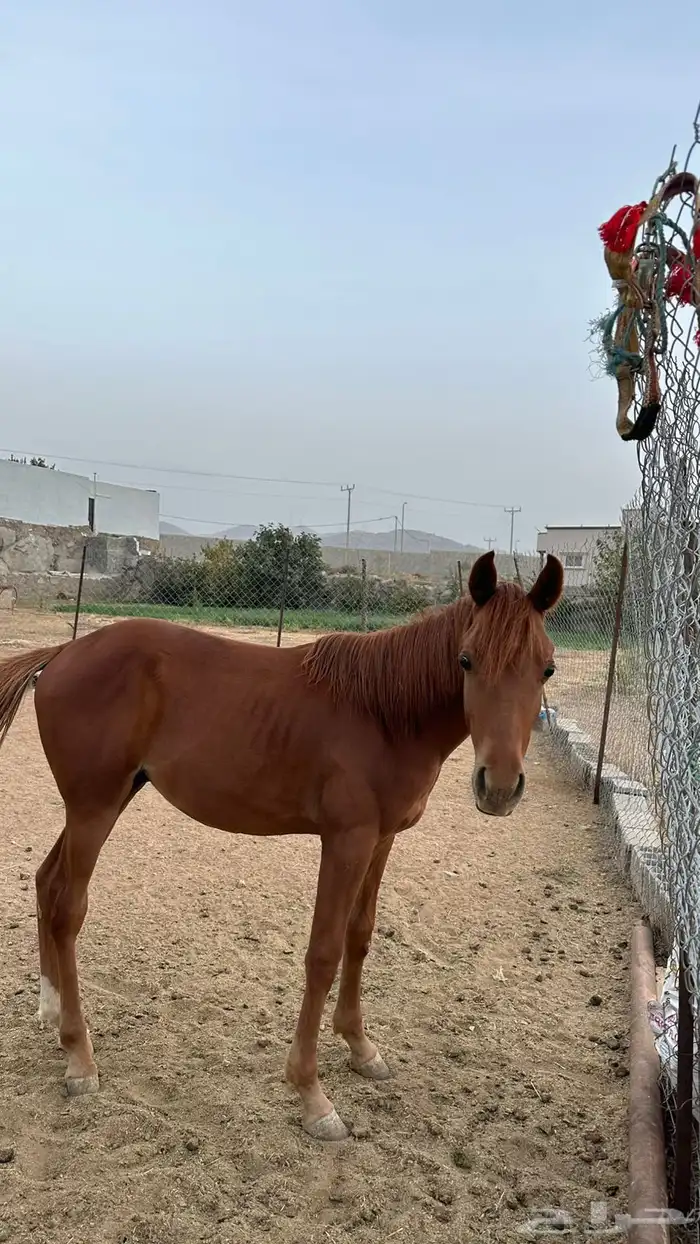 حصان 2