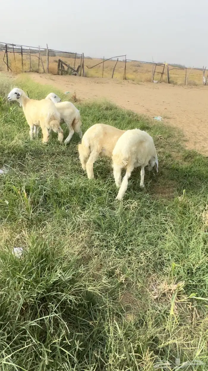 طليان القوز 0