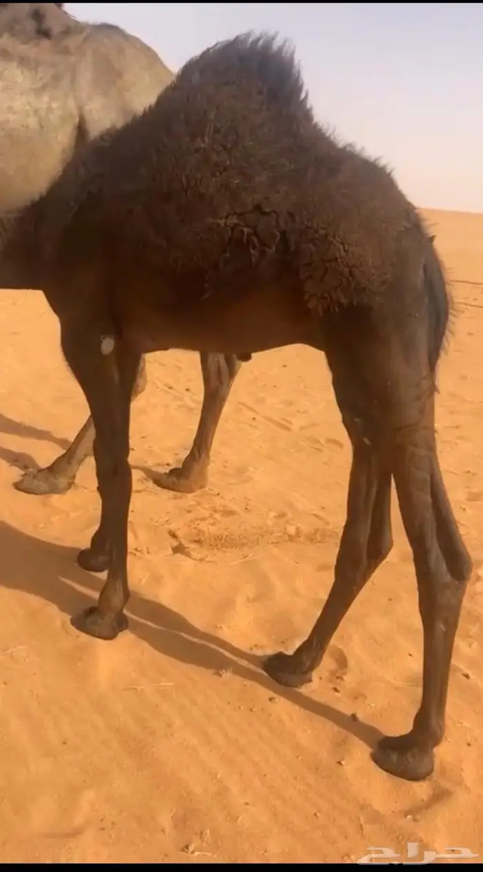 قعود شقراء 6