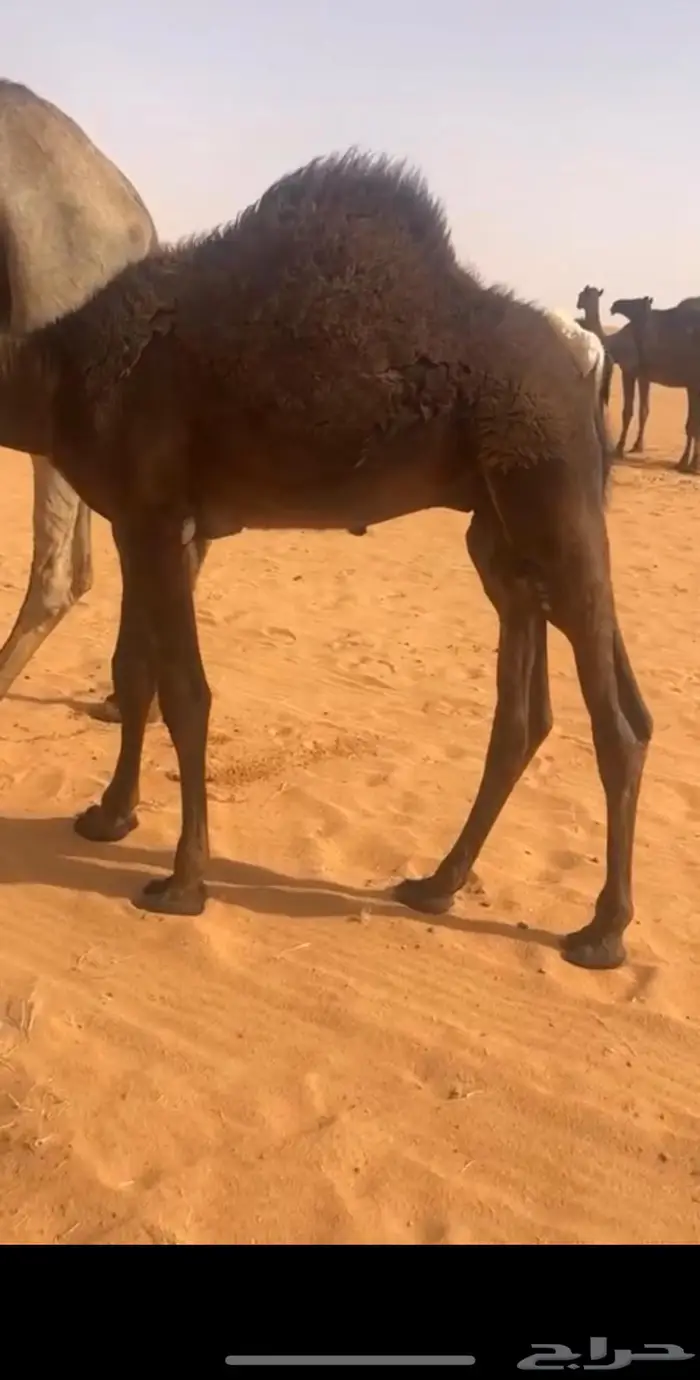 قعود شقراء 1
