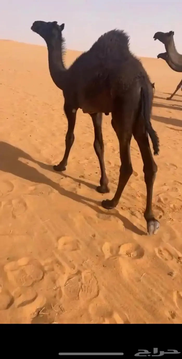 قعود شقراء 0