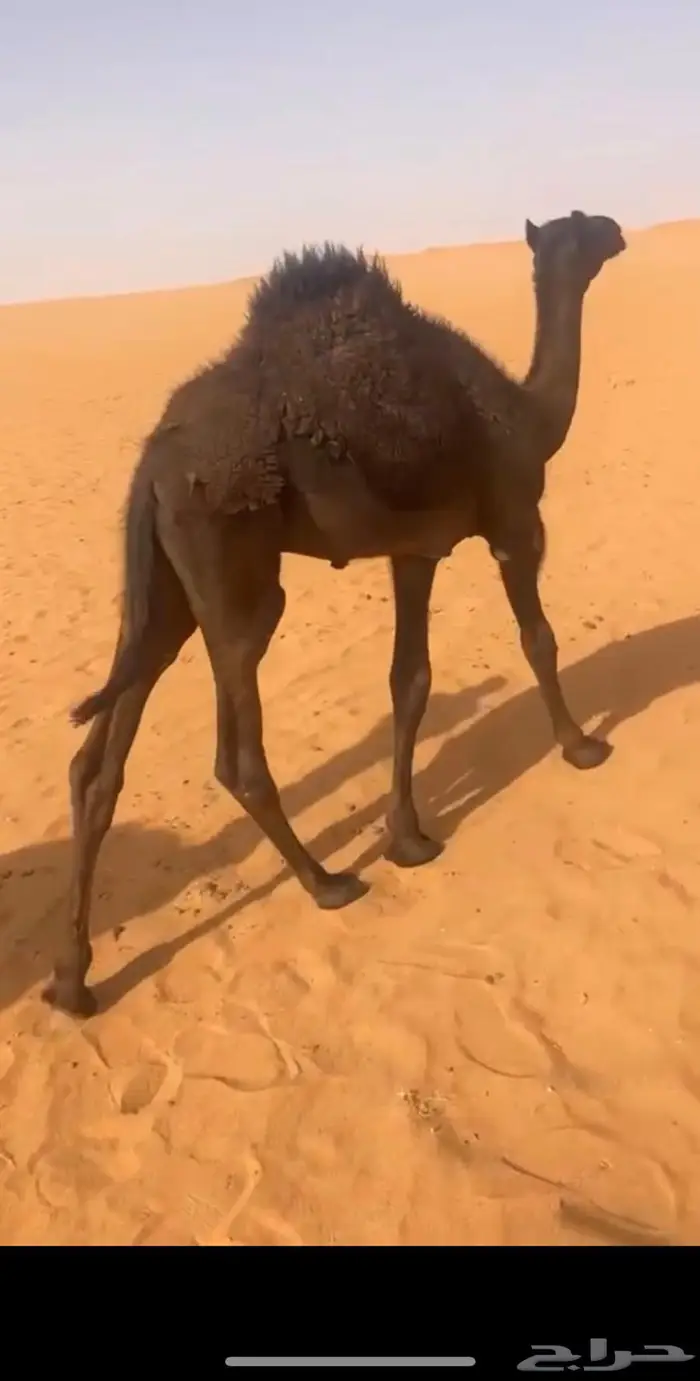 قعود شقراء 5