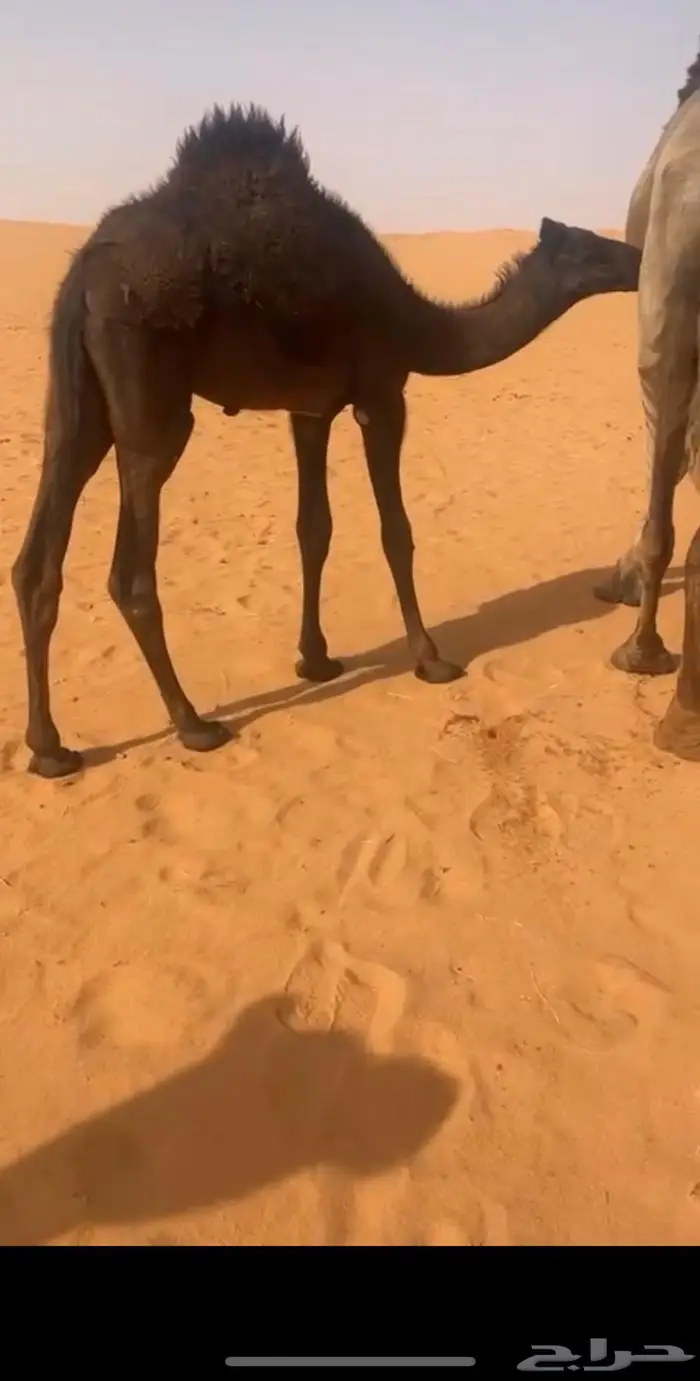 قعود شقراء 2