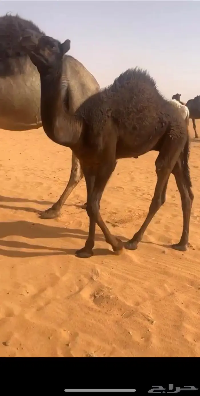 قعود شقراء 4