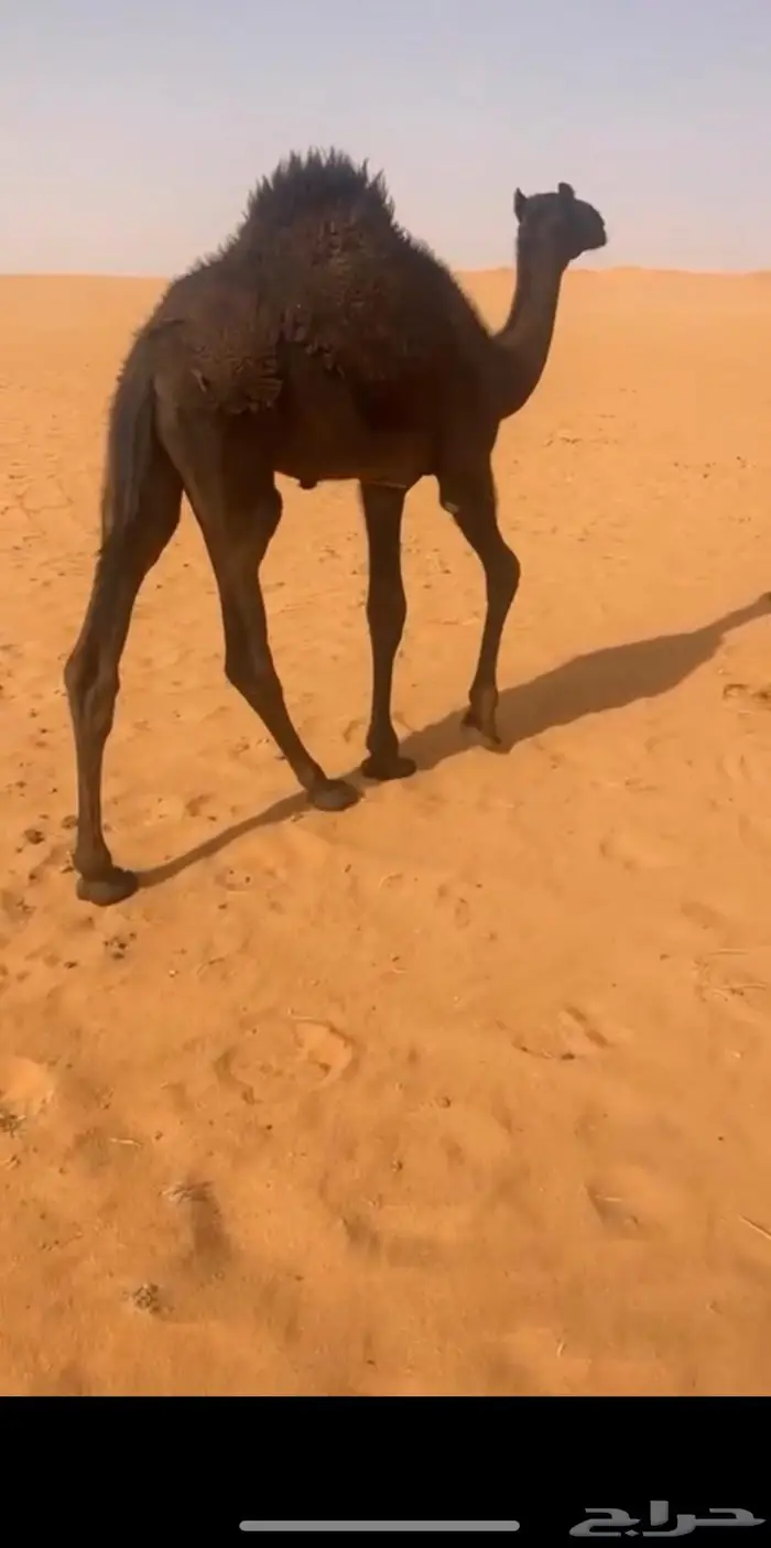 قعود شقراء 3