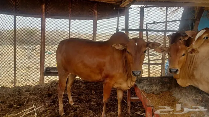 خبشه للبيع 1