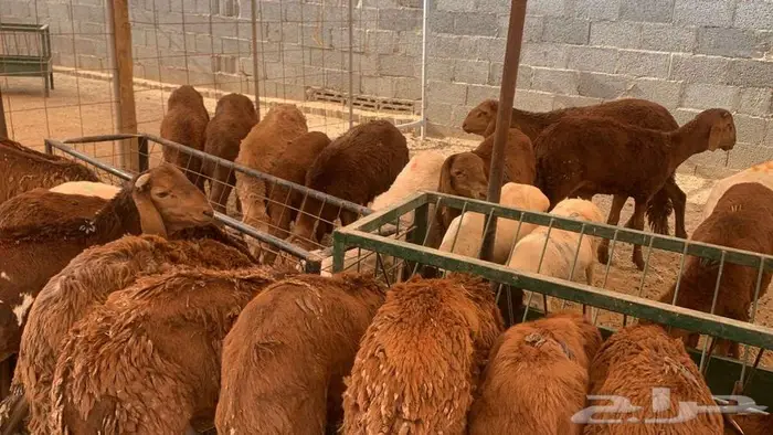 برابر و سواكن حمري ونعيمي كميات محدودة بأسعار حلال 2