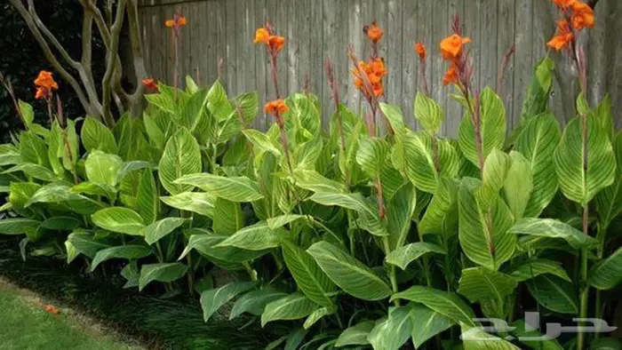 تنسيق الحدائق وشبكات الري وبيع الشتلات والأشجار 0