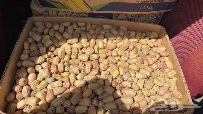 بديرة بيشه حبه طيبه 0