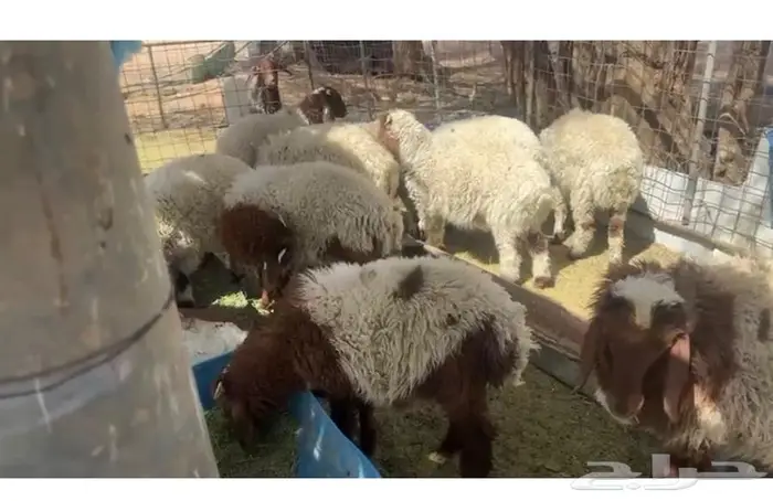 بهم نعيم 0