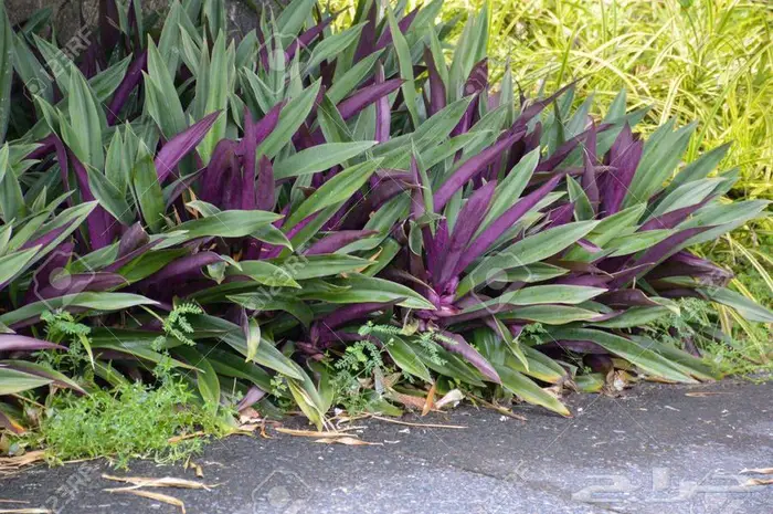 تنسيق الحدائق وشبكات الري وبيع الشتلات والأشجار 6