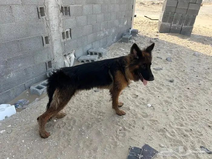 كلب انثى جيرمن 1