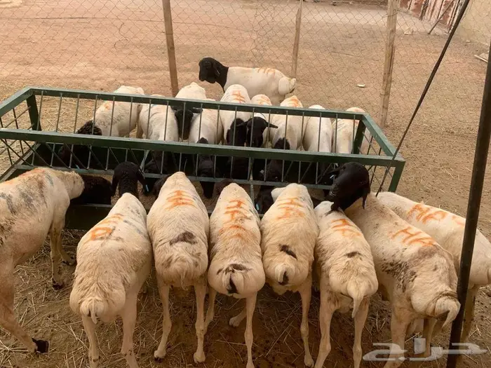 برابر و سواكن حمري ونعيمي كميات محدودة بأسعار حلال 1