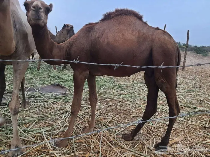 قعود ساحلي أحمر 0