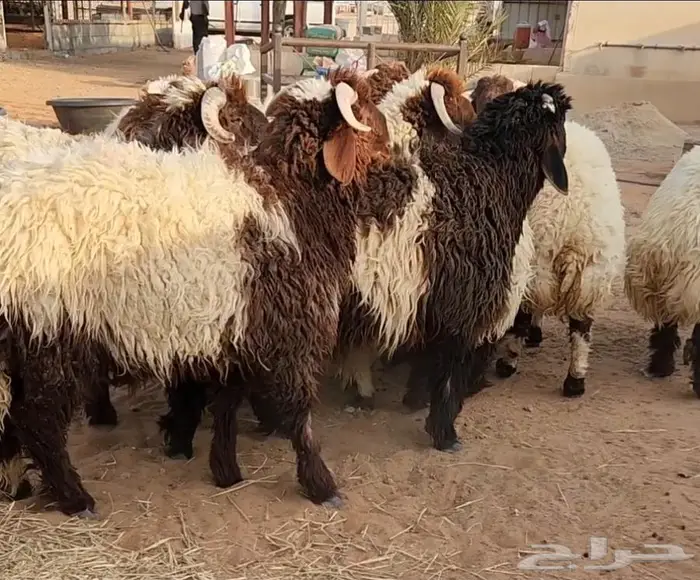 جذعان نعيم كناور 2