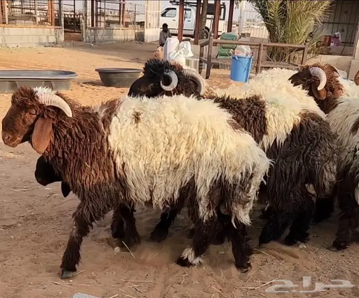 جذعان نعيم كناور 3