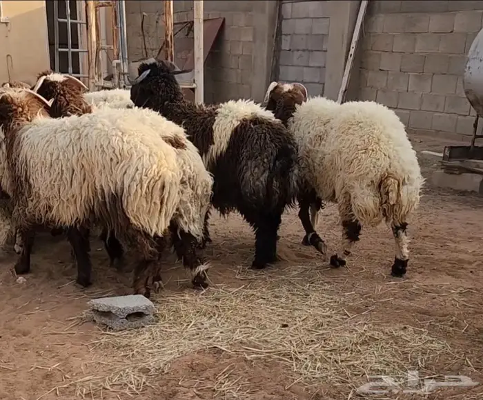 جذعان نعيم كناور 4