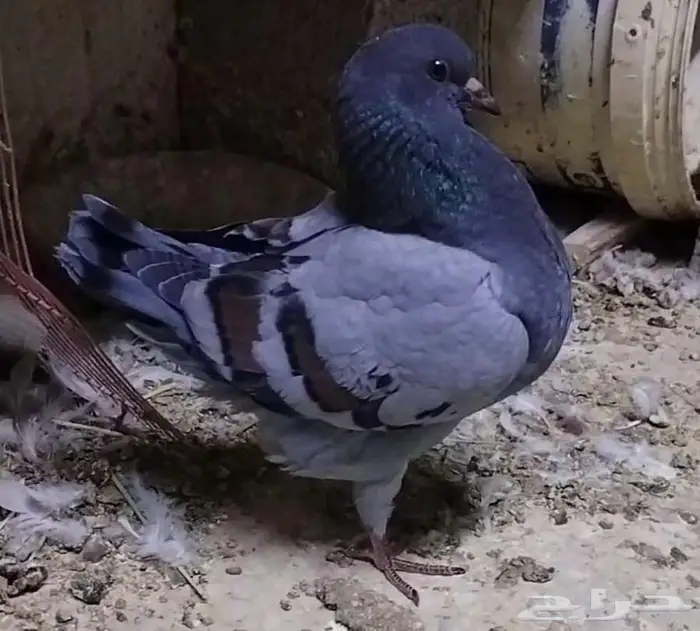 زوج حمام بلوبار 0