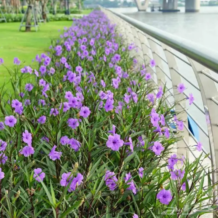 تنسيق الحدائق وشبكات الري وبيع الشتلات والأشجار 3