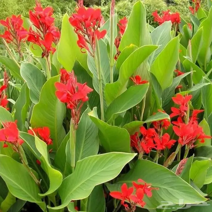 تنسيق الحدائق وشبكات الري وبيع الشتلات والأشجار 4