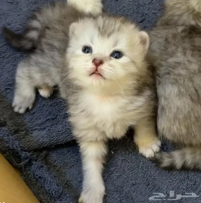 قطط سكوتش بريتش 0