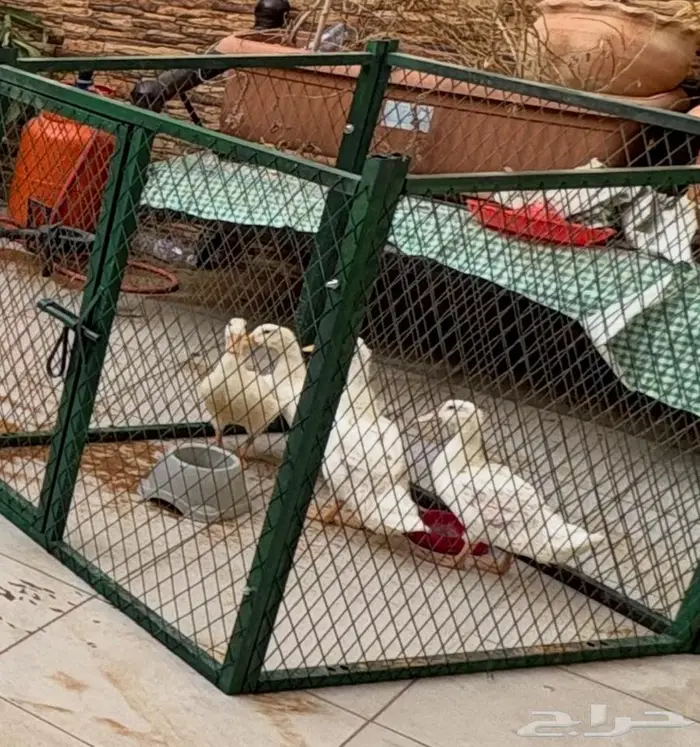 بط للبيع 1