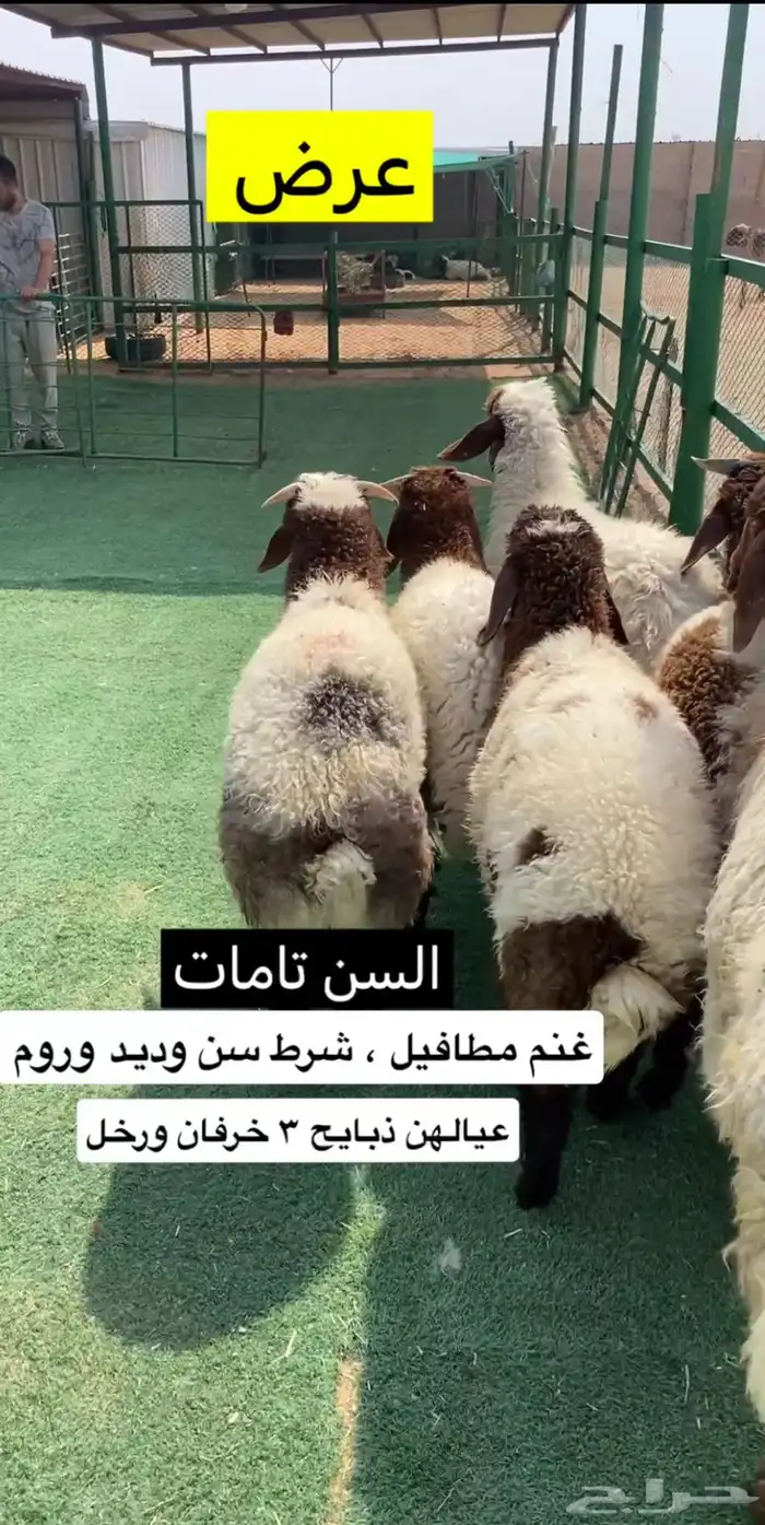غنم متاويم 0