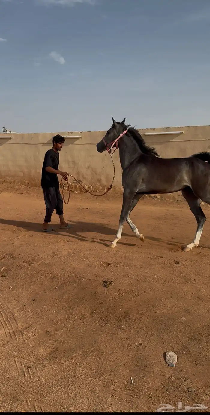 مهرة شعبية ( تم البيع ) 1