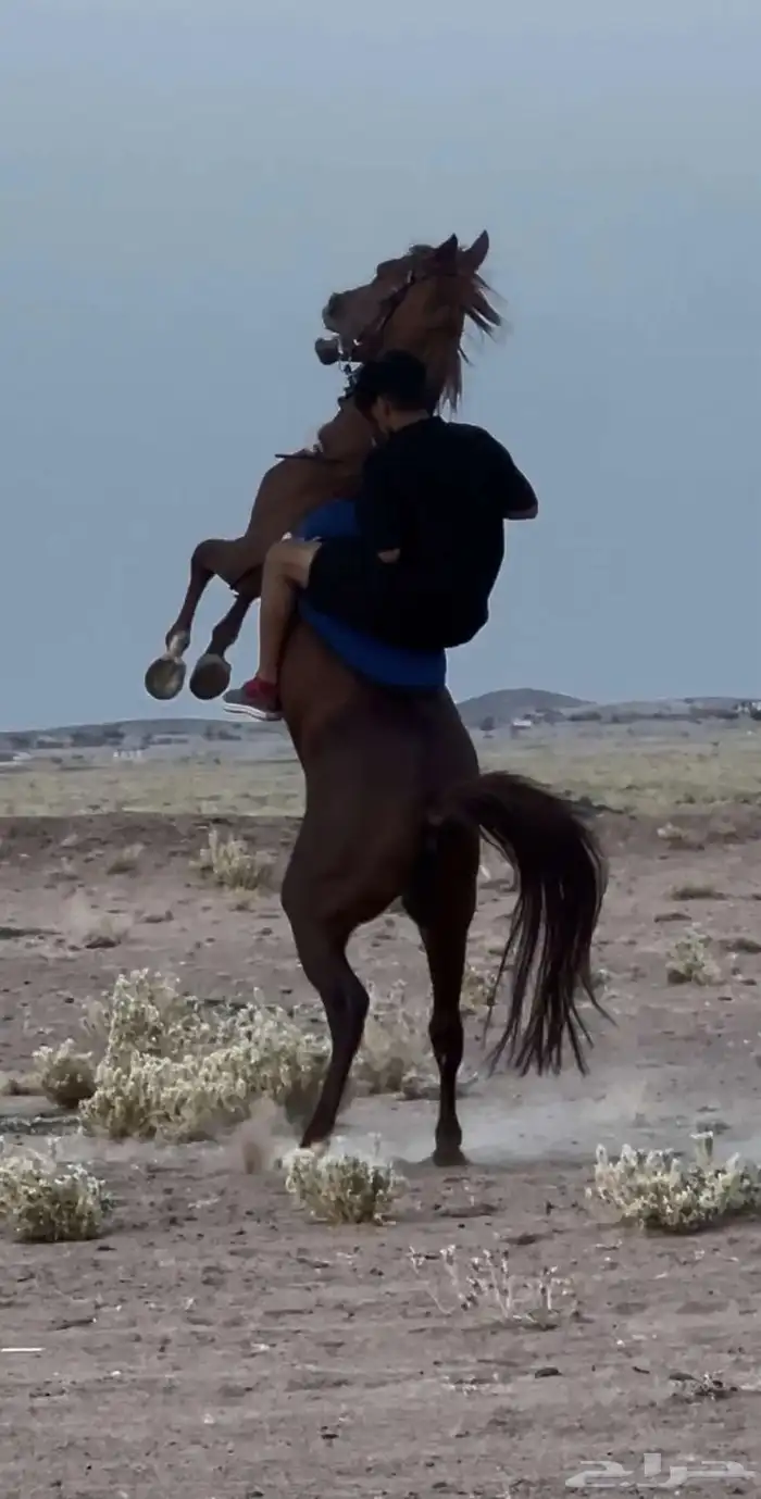 حصان شعبي كفو 0