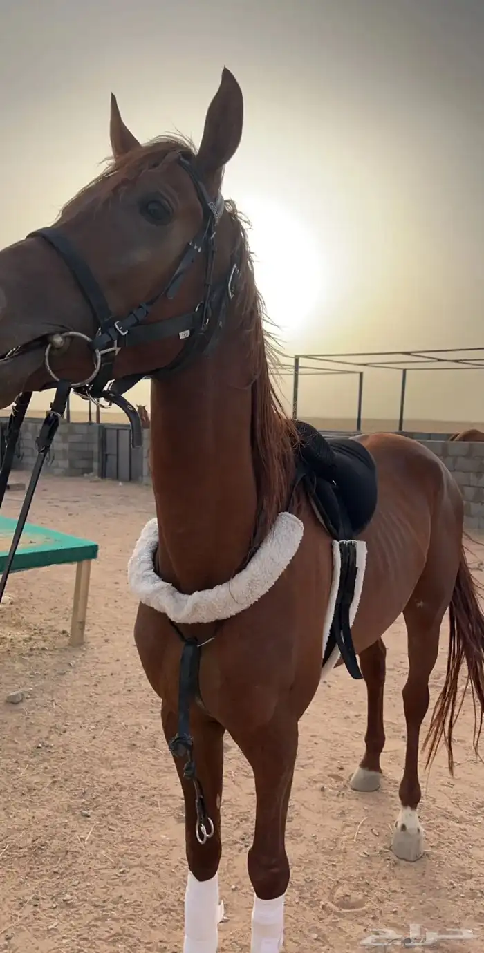 حصان شعبي كفو 3
