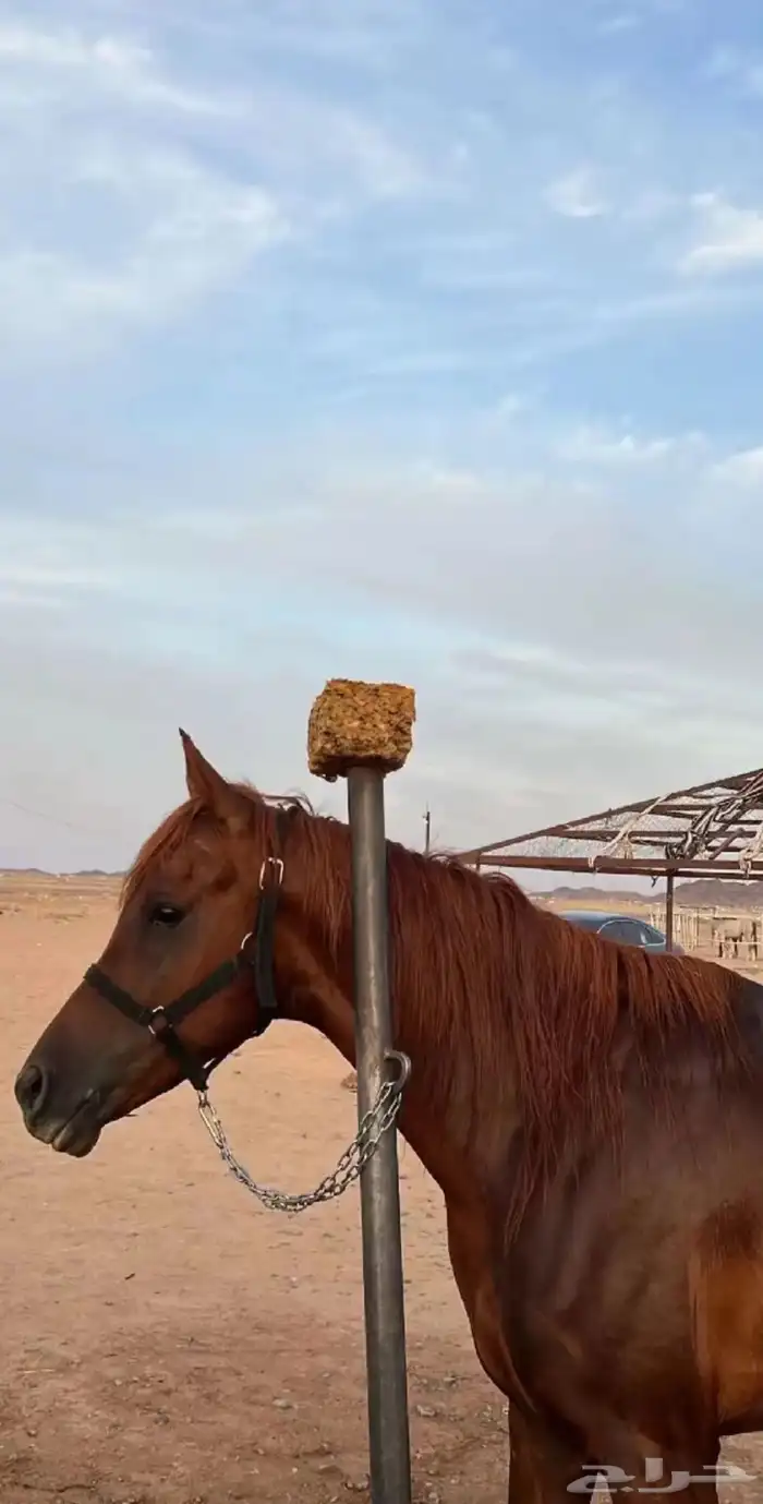 حصان شعبي كفو 2