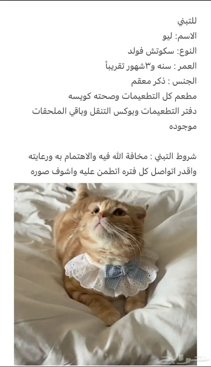 قطه للتبني 0
