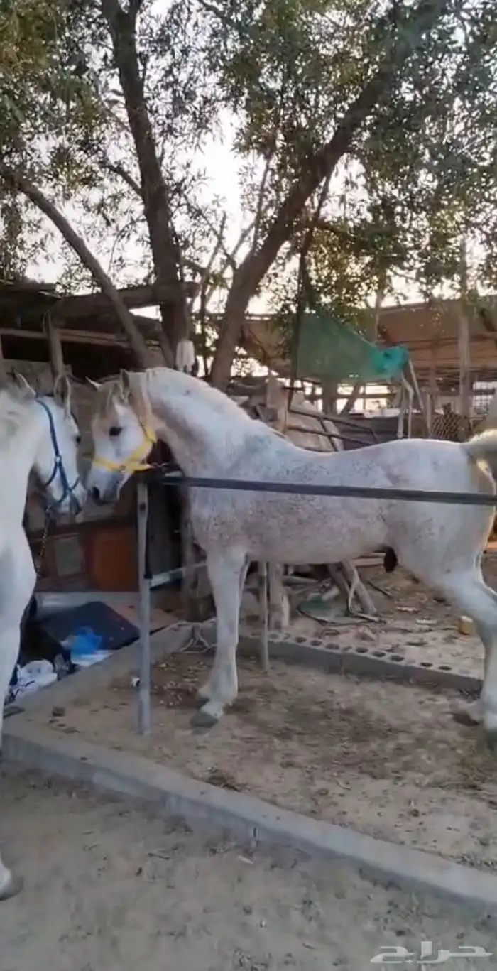 حصان شعبي 0