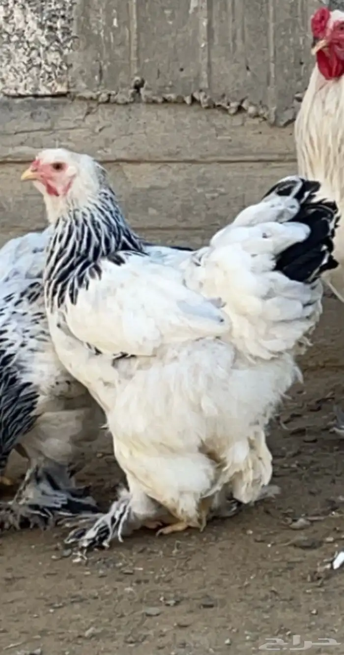 براهما سوبر جامبو 1