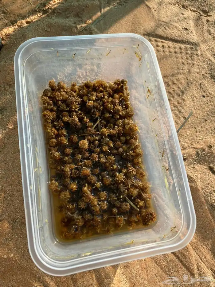 بذور عرفج للبيع 1
