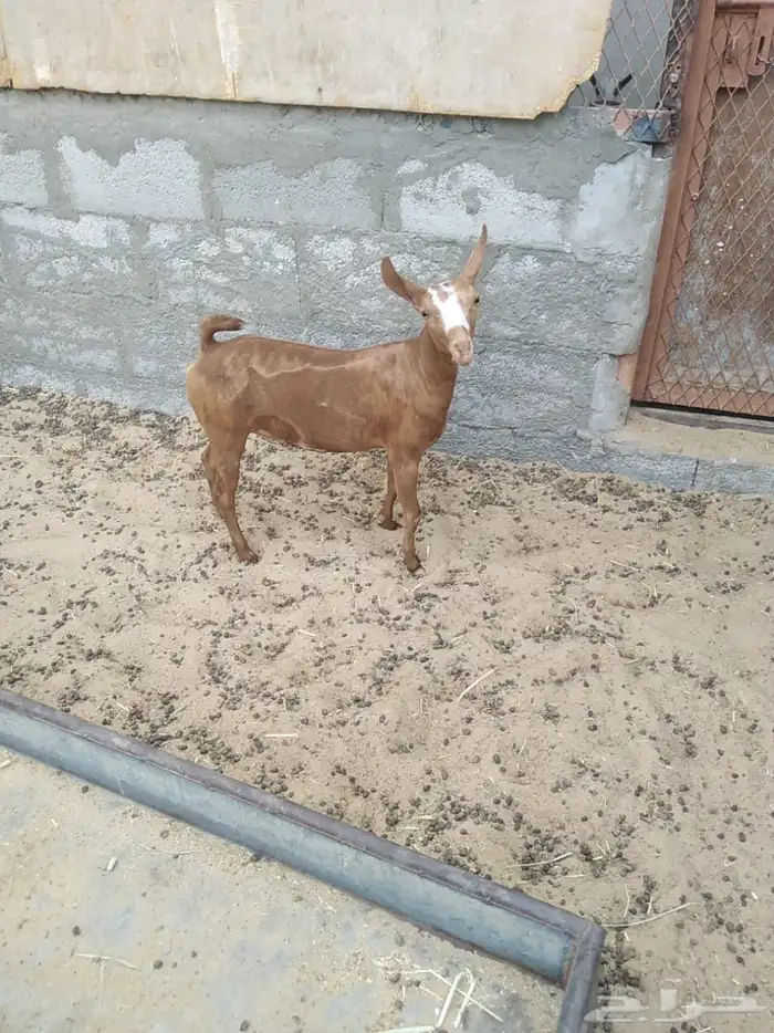 للبيع جفره عمانيه 0