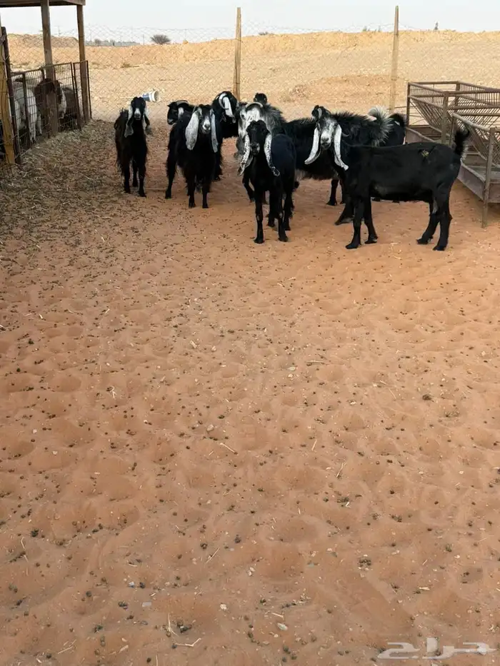معزاء عوارض 3