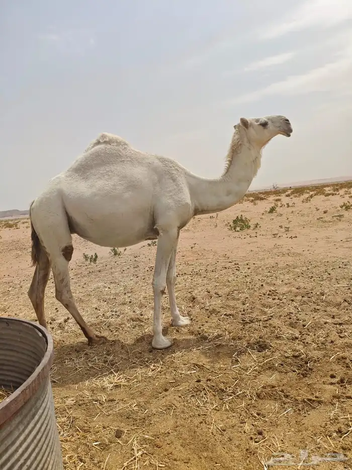 ناقه للبيع 0