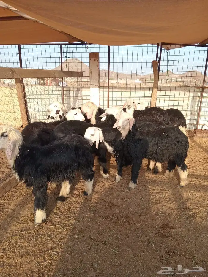 نجدي نظيف ماشاءالله تبارك الرحمن 2